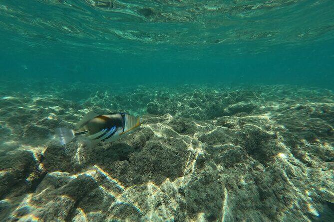 Hanauma Bay Guided Snorkeling Tour with Transportation - Getting to Hanauma Bay: pickup timing and how the 4 hours feel