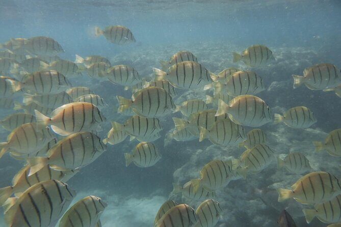 Hanauma Bay Guided Snorkeling Tour with Transportation - Hanauma Bay Nature Preserve: how the guide turns reef time into fish time
