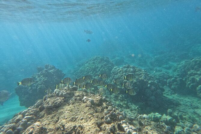 Hanauma Bay Guided Snorkeling Tour with Transportation - Who this tour is best for (and who should think twice)
