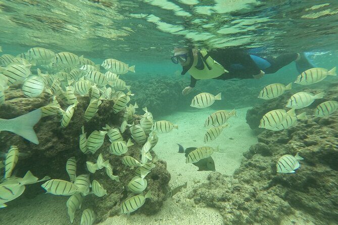 Hanauma Bay Guided Snorkeling Tour with Transportation - Small-group guidance: what the best coaching does underwater