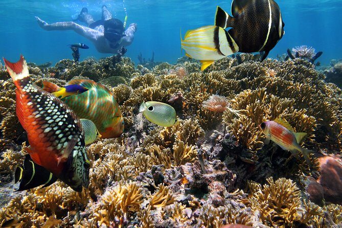 Hanauma Bay Snorkeling - Who This Tour Suits Best (And Who Might Prefer DIY)