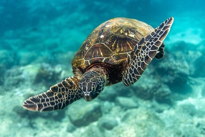 Hawaii DISCOVER Beginner + Certified 2 Tank Shallow Scuba Diving - Gear, air quality, and the crew’s safety mindset