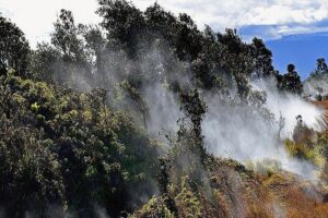 Hawaii Volcanoes National Park Experience Departing from Oahu - Greenwell Farms on Mauna Loa Slopes: Coffee That Explains the Land