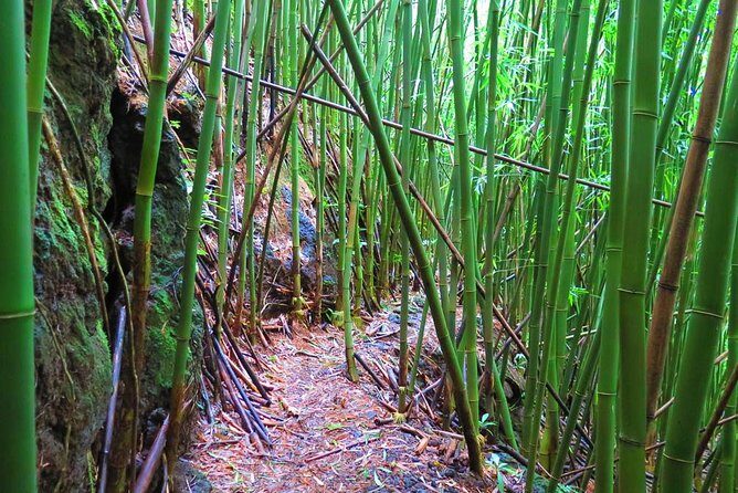 Hawaiian Waterfall Hike - Ko‘olau Mountains Details: Terraces, Waterways, and Plant Life