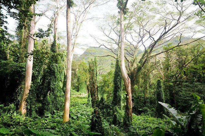 Hawaiian Waterfall Hike - The Actual Hike: 2 Miles, Gravel and Dirt, and What Moderate Really Means