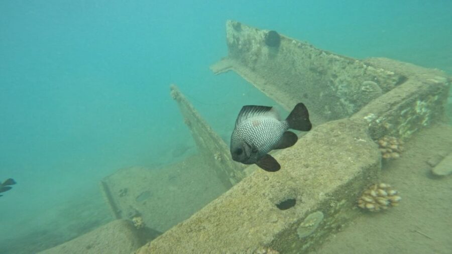Honolulu: Beginner Scuba Diving Tour With Free Videos - Magic Island Lagoon: Why This Setup Feels Beginner-Friendly