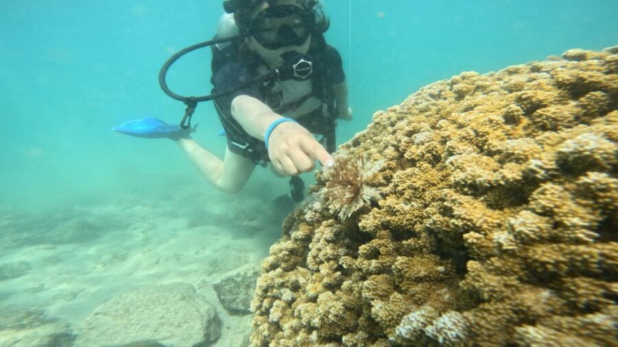 Honolulu: Beginner Scuba Diving Tour With Free Videos - Before You Go Under Water: Safety Briefing, Gear Fitting, Shallow Skills