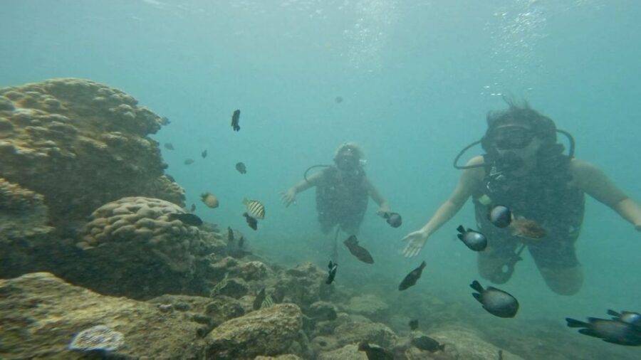 Honolulu: Beginner Scuba Diving Tour With Free Videos - What to Bring, What to Wear, and How to Show Up Ready