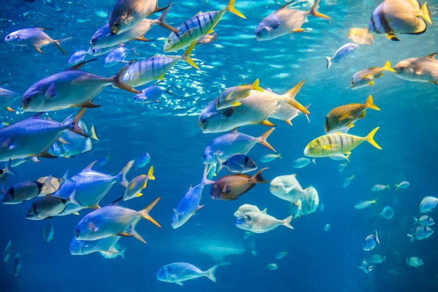 Honolulu: Glass Bottom Boat Tour along Oahu's South Shore - Key things to know before you go