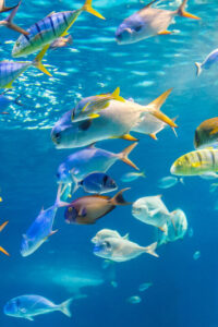 Honolulu: Glass Bottom Boat Tour along Oahu's South Shore - Glass-bottom boat viewing: staying dry while you scan the reef