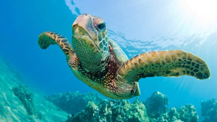 Honolulu: Glass Bottom Boat Tour along Oahu's South Shore - Price and value: why $40 can work (if your priorities match)