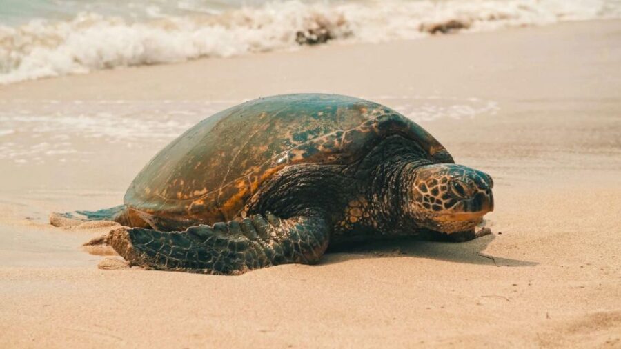 Honolulu: Highlights of Oahu Small Group Tour - Key Points That Make This Tour Worth Your Morning