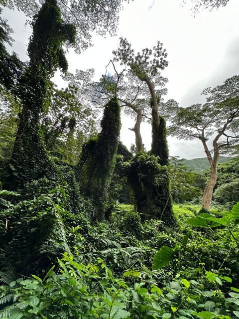 Honolulu: Highlights of Oahu Small Group Tour - Chinamans Hat, Macadamia Farms, and Food Stops That Actually Matter