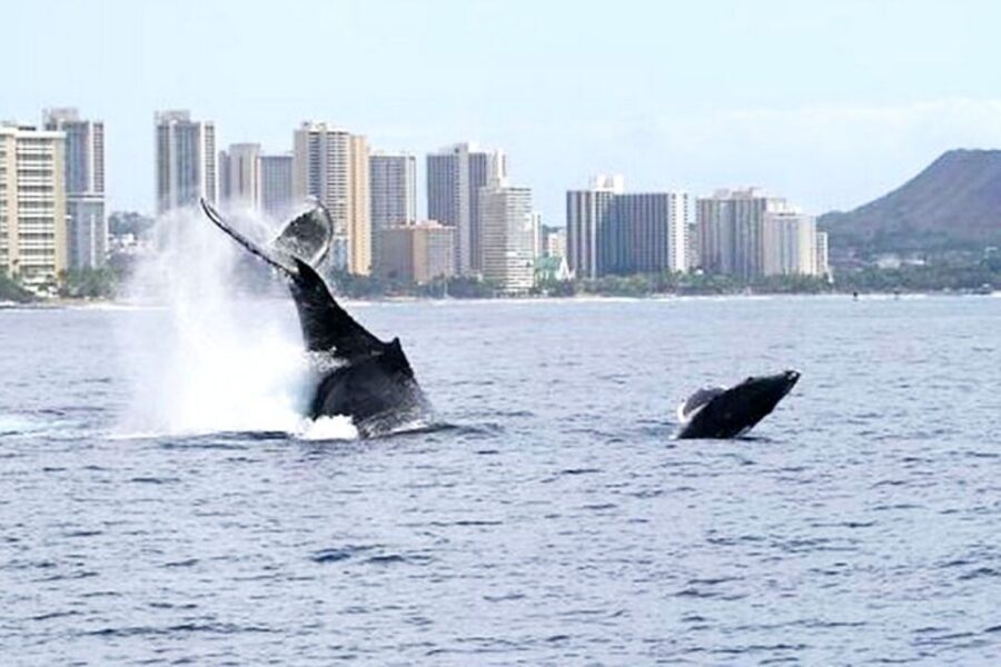 Honolulu, Oahu: Waikiki Whale Watching Cruise - Key things I’d pay attention to
