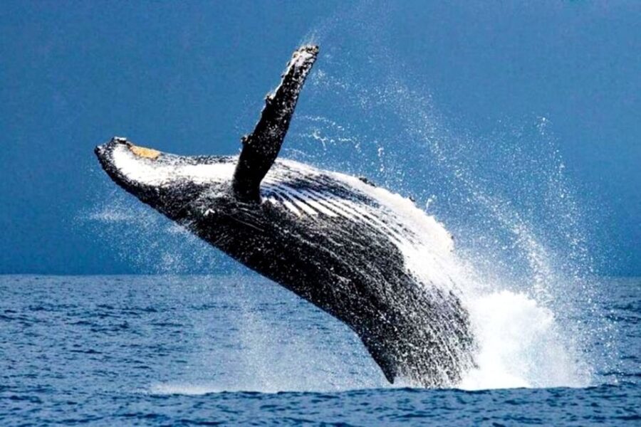 Honolulu, Oahu: Waikiki Whale Watching Cruise - Ocean Intrigue Double-Deck Views: Why the Boat Setup Matters