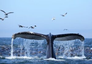 Honolulu, Oahu: Waikiki Whale Watching Cruise - Best Season for Humpbacks Off Oahu (and What You’ll Likely See)