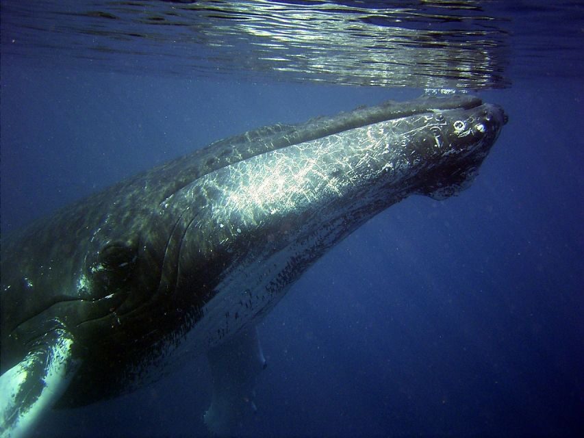 Honolulu, Oahu: Waikiki Whale Watching Cruise - Getting to Kewalo Basin Pier E: Meeting Point Without the Headache