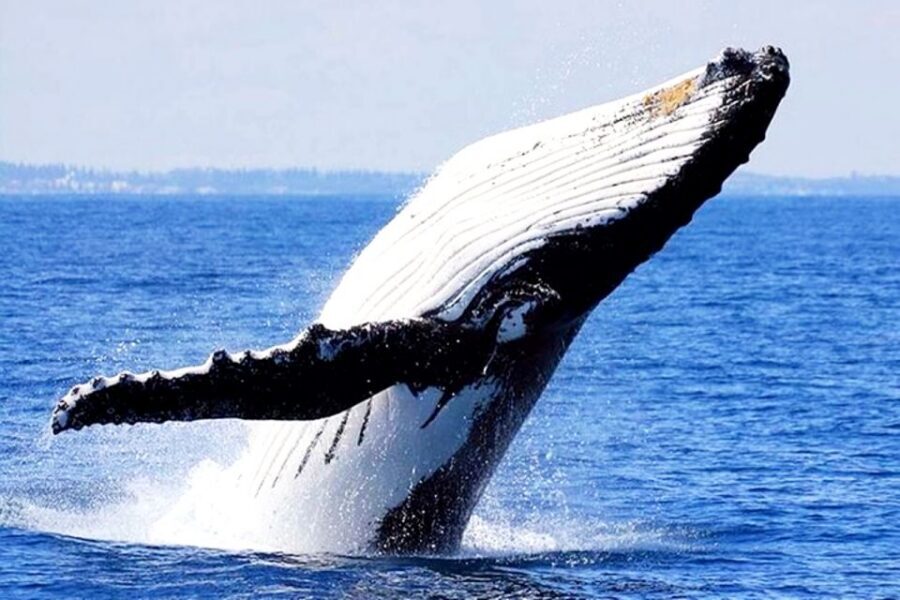 Honolulu, Oahu: Waikiki Whale Watching Cruise - Whale-Sighting Guarantee and the Free Second Trip