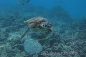 Incredibly Fun Coral Reef Giant Sea Turtles 4hour Boat Scuba Tour - Two shallow tanks: where you spend your real underwater time