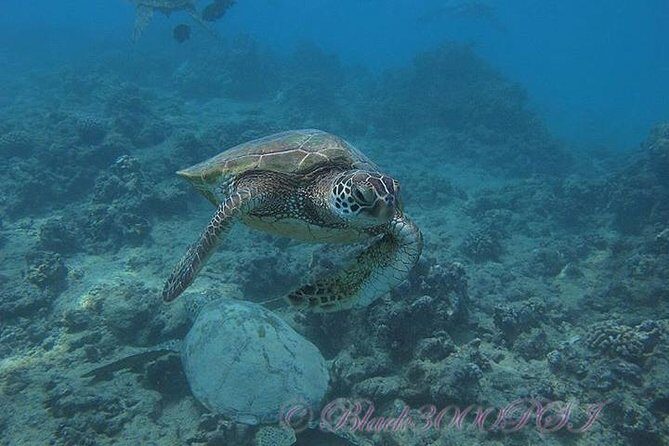 Incredibly Fun Coral Reef Giant Sea Turtles 4hour Boat Scuba Tour - Two shallow tanks: where you spend your real underwater time