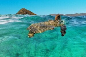 Kailua 2-Hour Guided Kayaking Excursion, Oahu - The 2-hour plan: from Kailua Bay views to a guided wildlife-and-culture paddle