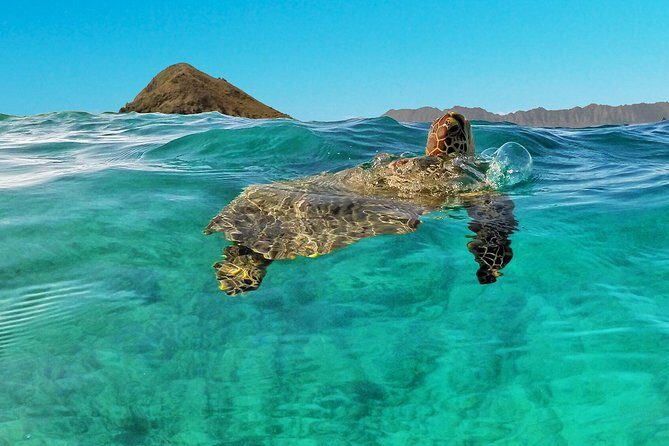 Kailua 2-Hour Guided Kayaking Excursion, Oahu - The 2-hour plan: from Kailua Bay views to a guided wildlife-and-culture paddle