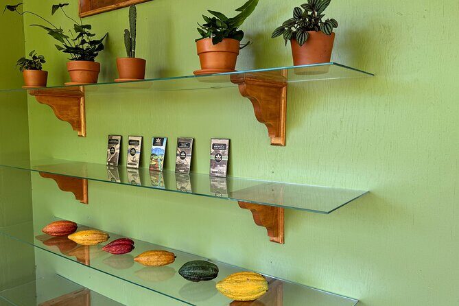 Kamananui Cacao Orchard Tour - What you’ll see during the cacao orchard walk