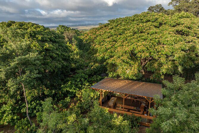 Kamananui Cacao Orchard Tour - What to wear: mud, shoes, and “outdoor lab” comfort
