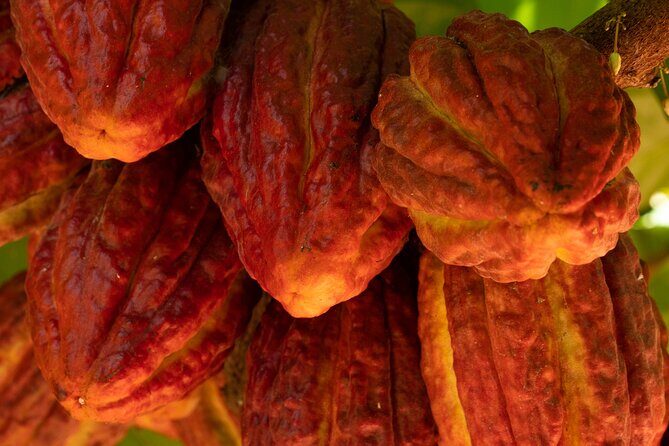 Kamananui Cacao Orchard Tour - Chocolate samples that teach you how to taste