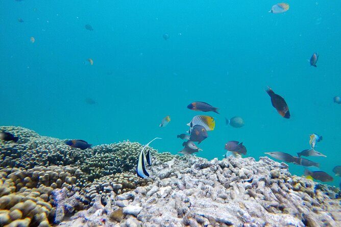 Kaneohe Sandbar Snorkeling Tour - 1st Tour - Stand-up paddleboarding: first-time friendly, but board time is limited
