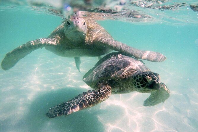Kaneohe Sandbar Snorkeling Tour - 1st Tour - What’s included for $169: the value isn’t just the gear