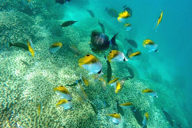 Kaneohe Sandbar Snorkeling Tour - 2nd Tour - Stop 3: heading back to Heʻeia Kea Boat Harbor mid-afternoon
