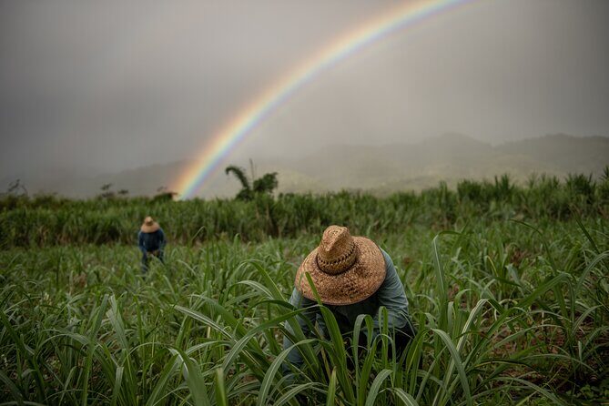 Kō Hana Hawaiian Rum Distillery Tour and Tasting for One - The 45 to 60 minute flow: what happens from start to finish