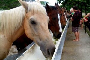 Kualoa Ranch - Horseback Walking Tour - Saddle time: what two hours in the saddle is like