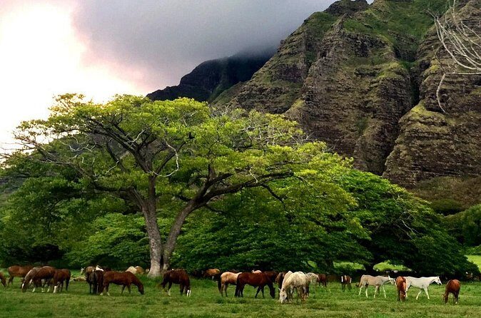 Kualoa Ranch - Horseback Walking Tour - Guides and horses: what keeps the ride safe and fun