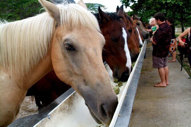 Kualoa Ranch - Horseback Walking Tour - Saddle time: what two hours in the saddle is like
