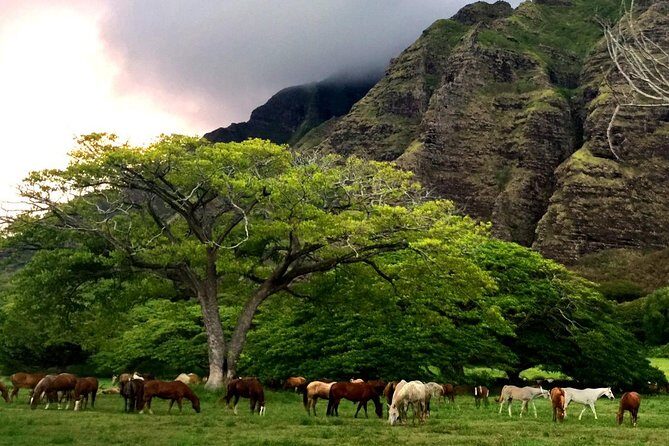 Kualoa Ranch: Novice E-Bike - Price and what you’re really paying for