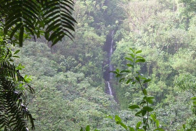 Manoa Falls Rainforest & Self-Guided Hike - Key things to know before you go