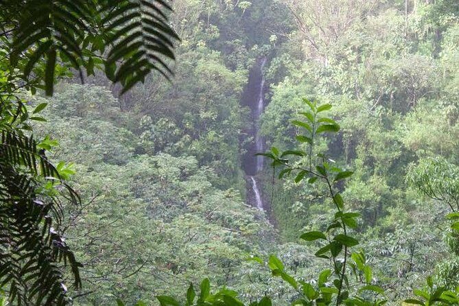 Manoa Falls Rainforest & Self-Guided Hike - Why Manoa Falls works as a self-guided hike