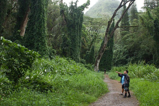 Manoa Falls Rainforest & Self-Guided Hike - What the tour gives you (and what you should bring anyway)