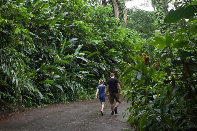 Manoa Falls Rainforest & Self-Guided Hike - How much is it really worth at $52.99 per person