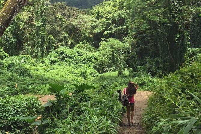 Manoa Falls Rainforest & Self-Guided Hike - Who this hike suits best (and who should rethink it)