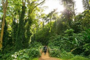 Manoa Waterfall Hike with Waikiki Pickup & Healthy Lunch - Slippery Rocks, Walking Sticks, and the Real Difficulty Level