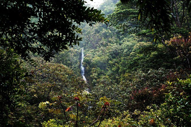 Manoa Waterfall Hike with Waikiki Pickup & Healthy Lunch - The 150-Foot Manoa Falls Stop: Photo Time and How Weather Changes the Moment