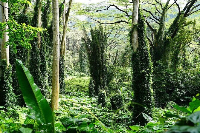 Manoa Waterfall Hike with Waikiki Pickup & Healthy Lunch - Value Check: Is $107.10 Worth It for a Half-Day?