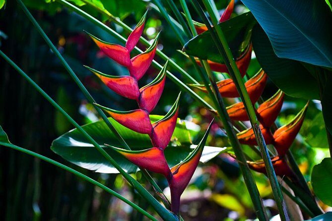 Manoa Waterfall Hike with Waikiki Pickup & Healthy Lunch - What to Bring: The Small Stuff That Saves Your Shoes and Mood