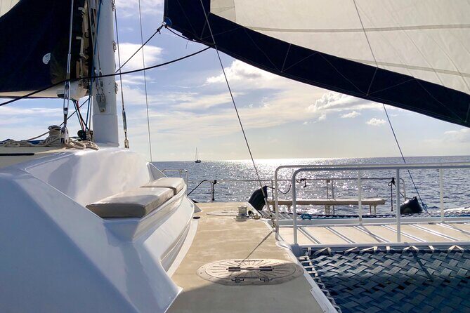 Moana’s VIP Waikiki Turtle Snorkeling Experience on Nalu - What you’ll actually see: turtles, fish, and the whale-and-dolphin search