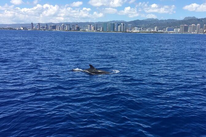Moana’s VIP Waikiki Turtle Snorkeling Experience on Nalu - Turtle Canyon setup: gear, lifeguards, raft support, and a proper briefing