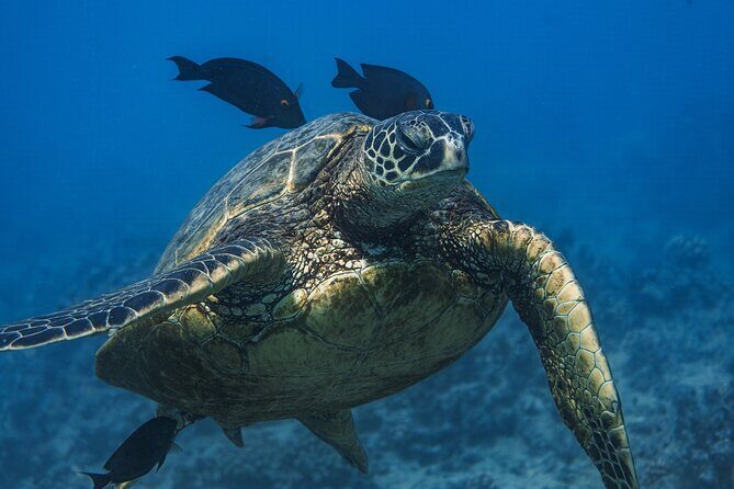 Moana’s Waikīkī Grand Guided Turtle Snorkel & Sailing Adventure - Price and value: what $76.49 really buys you