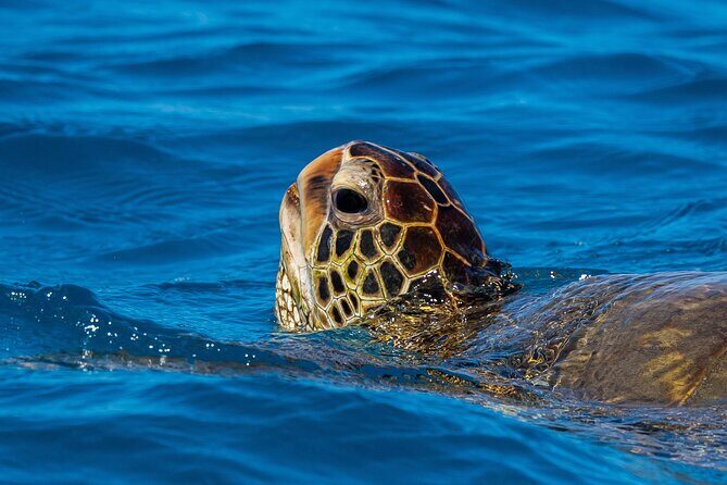 Moana’s Waikīkī Grand Guided Turtle Snorkel & Sailing Adventure - Crew vibe: getting help without feeling smothered